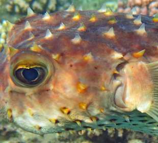 Gelbfleckenigelfisch