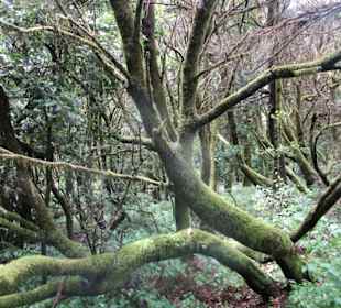  Besucherzentrum Nationalpark Garajonay