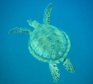 Schnorcheln Marsa Alam