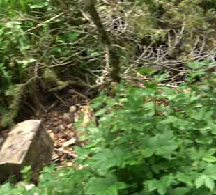 Schlichemquelle Tieringen