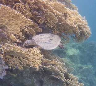 Schildkröte in der Bucht