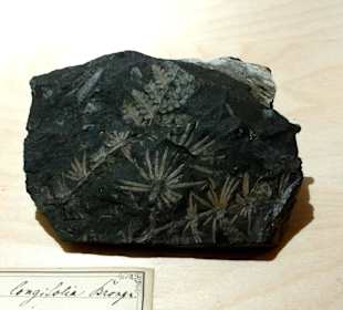 Fossilien aus dem Bergbau