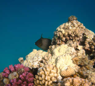 Hotel Stella Makadi Beach Resort