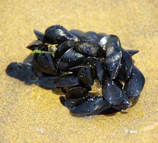 Strand von Bibione 06-2010