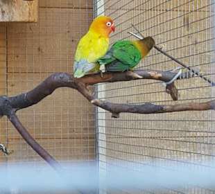 Aus dem Raritäten Zoo Ebbs