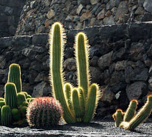 Kaktus im Jardin de Cactus