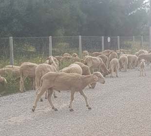 Stadtrundgang Akbük