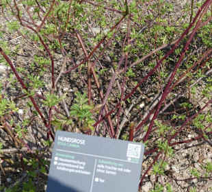 Erläuterungen der Kräuter