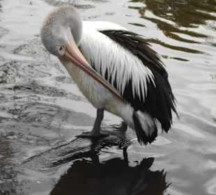 Weltvogelpark Walsrode