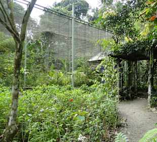 Poring Hot Springs - Schmetterlingsgarten