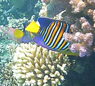 Schnorcheln Makadi Bay