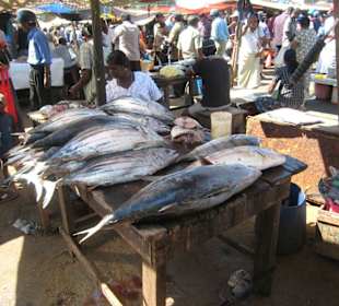Fischmarkt in Negombo