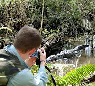 Freilebende Alligatoren hautnah!