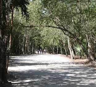 Ausgrabungsstätte mitten im Dschungel