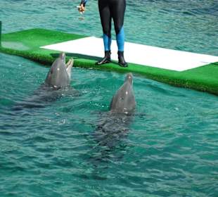 Delphinshow im Aquarium auf der Isla San Martin