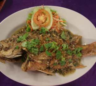 Red Snapper