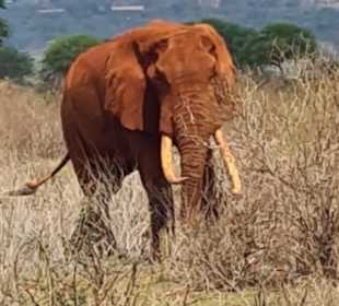 Geführte Touren Marco Polo Tours & Safaris Diani Beach