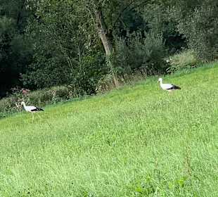 Wandern Bad Kötzting