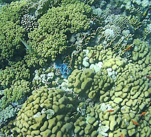 Schnorcheln am Riff vom Magic Tulip Resort (02/2018)