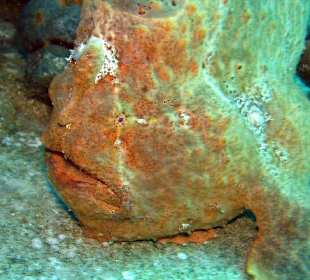 Frogfish/Anglerfisch