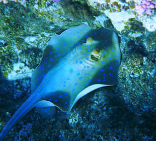 Blaupunktrochen am Hausriff