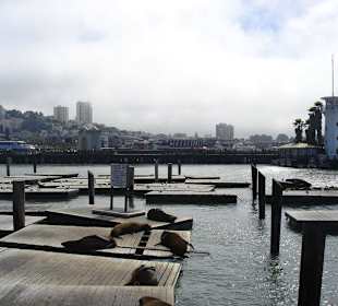 Sea lions@Pier 39 Fishermen's Wharf, San Francisco