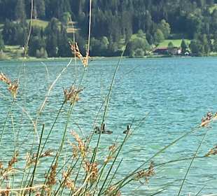 Walchsee