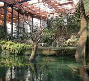 Część Afrykarium zwana Kongo