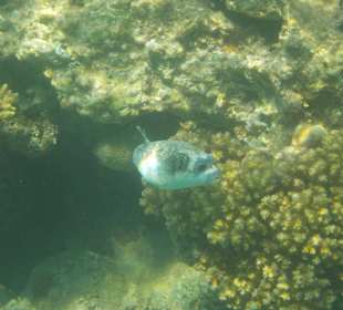 Hausriff - Kugelfisch 