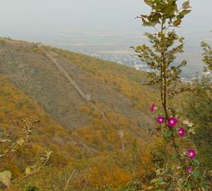 Stadtrundgang Sighnaghi