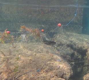 Qualvolles Sterben im Naturschutzgebiet