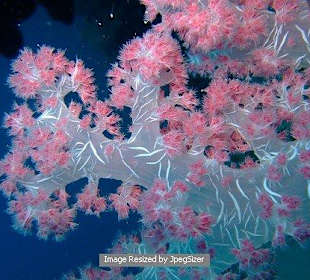 Soft Coral 