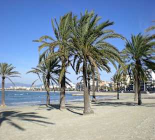 Palmenstrand von El Arenal im Januar