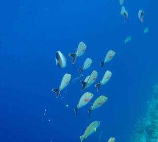 Fischgruppe