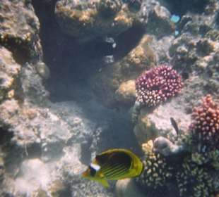 Hotelowa rafa koralowa