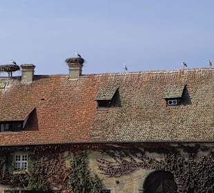 Affenberg in Salem