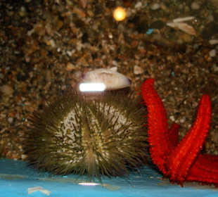 Im Meereskundemuseum