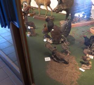 Natur- und Jagdmuseum