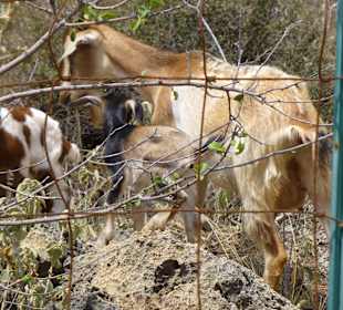 Gäste im Donkey Park