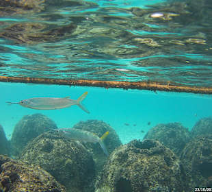 Schnorcheln Bayahibe