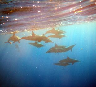 Schule Spinnerdelphine