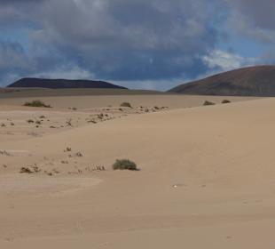 Dünengebiet El Jable bei Corralejo