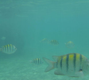 Unterwasser bei den Trögen