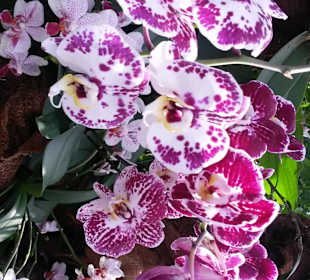 Mainau