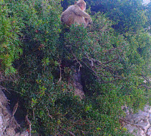 Gibraltar 