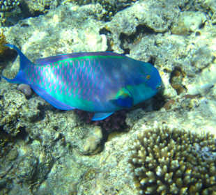 Begegnungen am Hausriff Hotel Melia Sinai