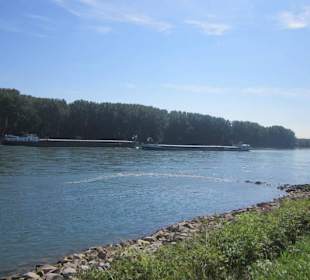 Am Rhein bei Germersheim