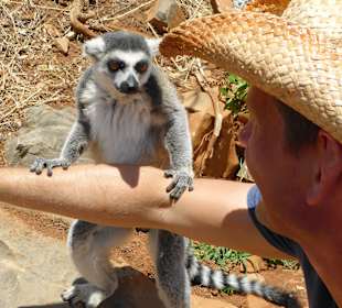 Wybiega dla lemurów - dostępny dla turystów