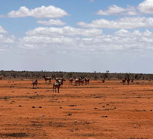 Wildnis Tours and Safaris - Diani Beach