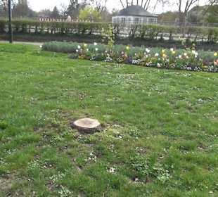 Rosengarten Offenburg